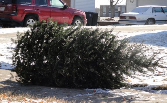 Christmas Tree Pick-Up