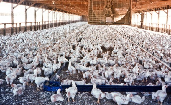 How Factory Farming is Killing