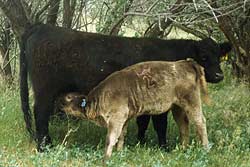 A Galloway cow and calf