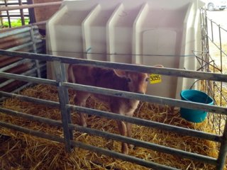 Calf from factory farm alternative