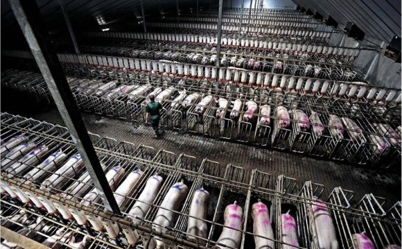 Animals Factory farms