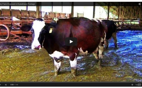 Factory farming cattle