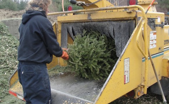 Waste Management Christmas tree Pick up