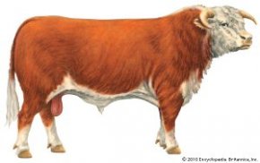 Hereford cattle [Credit: Encyclopædia Britannica, Inc.]