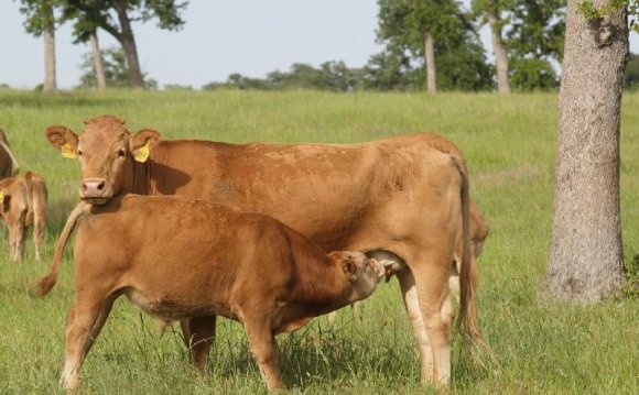 Types of cattle farming