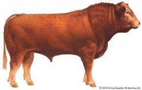 Limousin cattle [Credit: Encyclopædia Britannica, Inc.]