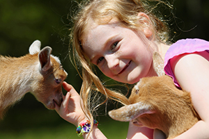 little girl holding a baby goat