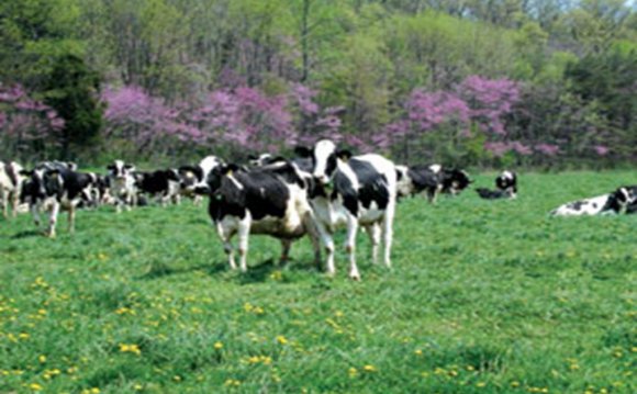 Livestock production Systems