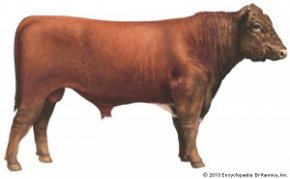 Shorthorn cattle [Credit: Encyclopædia Britannica, Inc.]