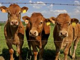 Cattle in USA