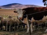 Commercial livestock farming