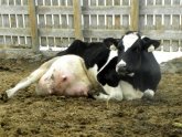 Cows on Factory farms