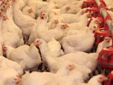 Factory farming in the us