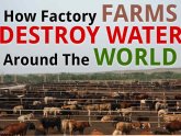 Factory farms Articles