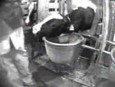 Factory farms conditions