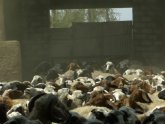 Farming livestock