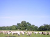 Free Range cattle farming