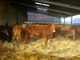Livestock farming business plan