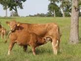 Types of cattle farming