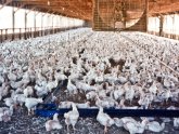 What is Factory farming?