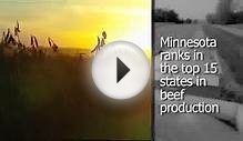 Agriculture: Minnesota Livestock Farmers, Turkey