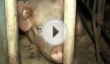 Animals Australia Pig Factory Farming Investigation.wmv