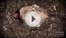 Battery hens abandoned in mega factory farm