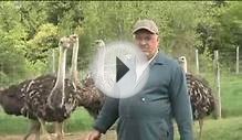 Caring for ostriches on a Canadian farm