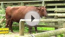 Cattle farm animal cow in a zoo Kuh im Minizoo Eickel, Herne