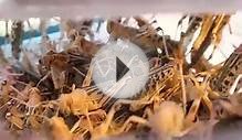 Farming Locust Crickets in a Box