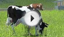 Farming Simulator 2013 | Animals