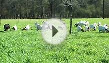 Forage Production and Grazing Browsing Management