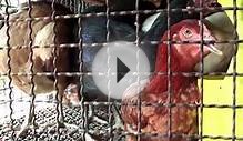 FULL HD 1080p - Schocking !! In asia animals killed for food.