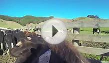 GoPro Farm Animals (Farm Dog Part 2)