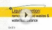 Liquid Excretion: removal of liquid wastes