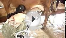 Livestock:: Cattle:: Milking Method Animal Husbandry :: Home