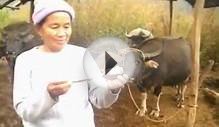 Mixed livestock, crops and forages case study (Lao) -- Ms
