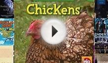 (PDF Download) Chickens (Animals That Live on the Farm