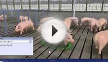 Pig Farm Job-Training 3D Simulator for Livestock Management