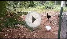 Raising Chickens Small Scale Farming