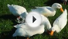T190 Farm Animal Ducks Domesticated Livestock White Duck
